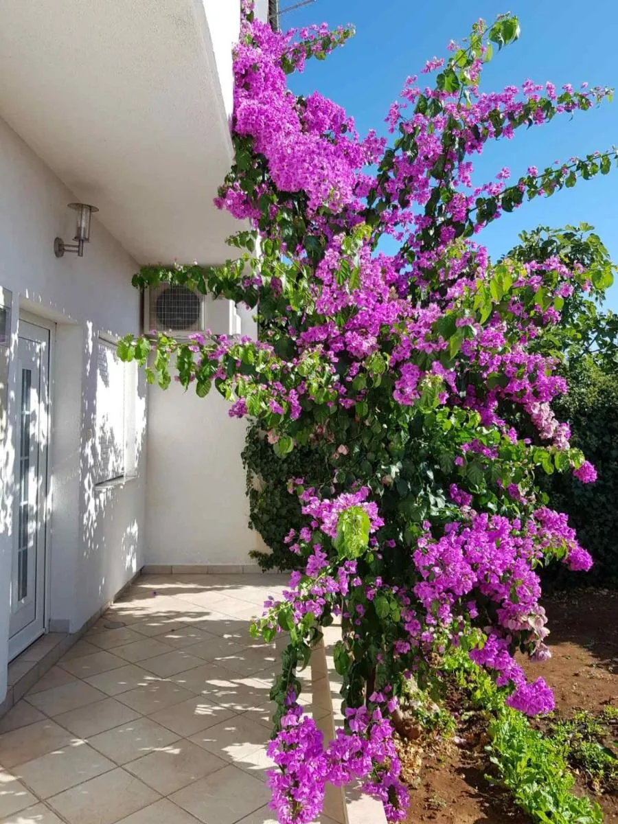 Image 3 of Bugenvilija apartment