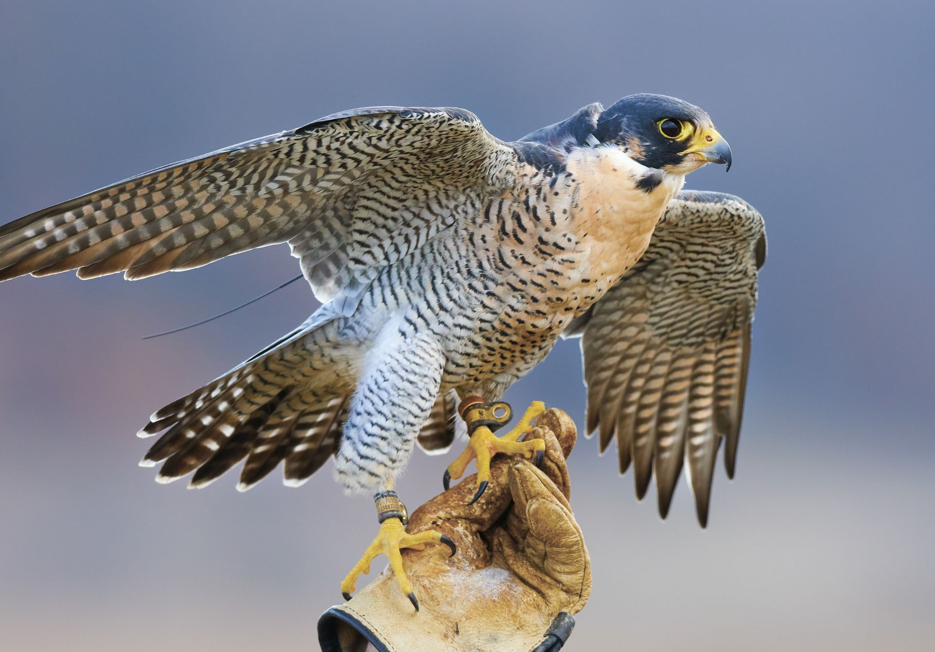 Falconry Center